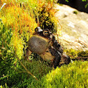 American Toad