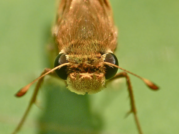 Spotting Image 1