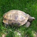 Spur-thighed Tortoise