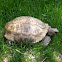 Spur-thighed Tortoise