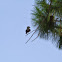 Western KingBird