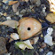 Sordid Moon Snail's victim