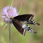 Spicebush Swallowtail