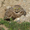 Burrowing Owl