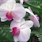 Orchids