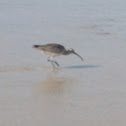 Whimbrel
