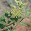 Wand Milkweed