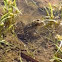 Northern leopard frog
