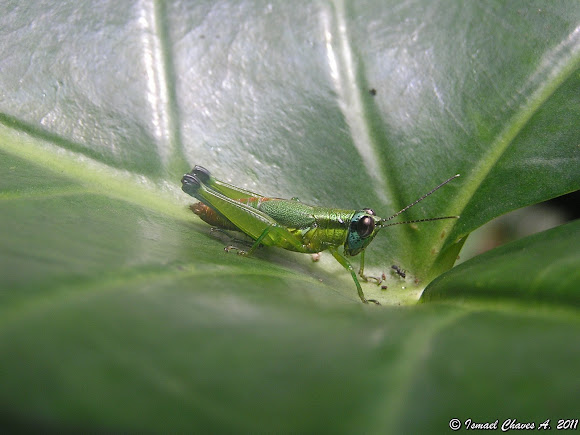 Spotting Image 1