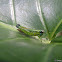 Grasshopper