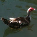 Muscovy duck