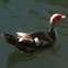 Muscovy duck