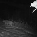 Coyote