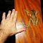 Hylidae