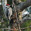 Yellow-bellied Sapsucker