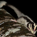 Striped Possum