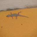 Common House Gecko