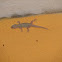 Common House Gecko