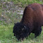 Buffalo