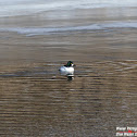 Common Goldeneye