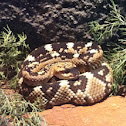 Black-tailed Rattlesnake
