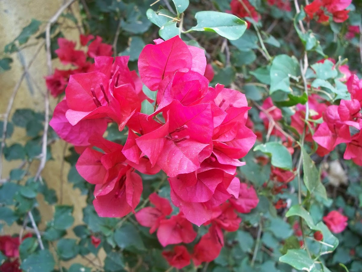 Bougainvillea