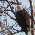 Eagle