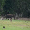 Asiatic  elephant