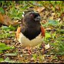 Eastern Towhee