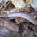 Earthworm