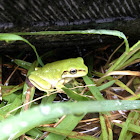 Eastern Dwarf Tree Frog