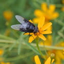 Mexican Cactus Fly