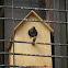 Oriental Magpie Robin (female)