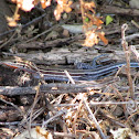 Orange-throated Whiptail Lizard
