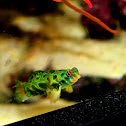 Mandarin dragonet