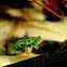 Mandarin dragonet