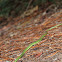 Rough Green Snake