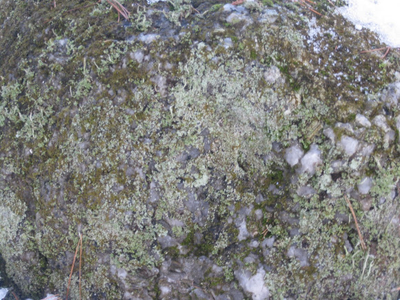 Spotting Image 1