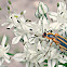 Soldier Beetle