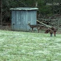 White-tailed deer
