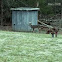 White-tailed deer