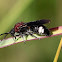 Velvet Ant