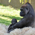 (Female) Western Lowland Gorilla