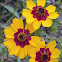 Coreopsis