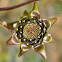 Prairie Dock