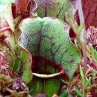 Purple Pitcher Plant