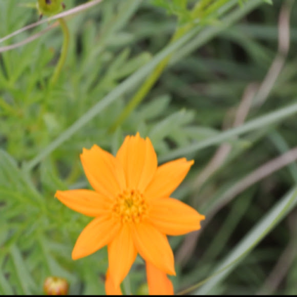 Spotting Image 1