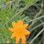 Cosmos