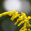 late Guldenroede  (Solidago gigantea)