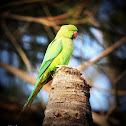 Rose-ringed Parakeet